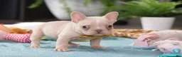 French Bulldog dogs for sale: Jared - Ad 6