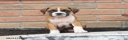 Boxer dogs for sale: Quincy - Ad 9