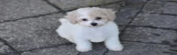 Bichpoo dogs for sale: Kitty - Ad 3
