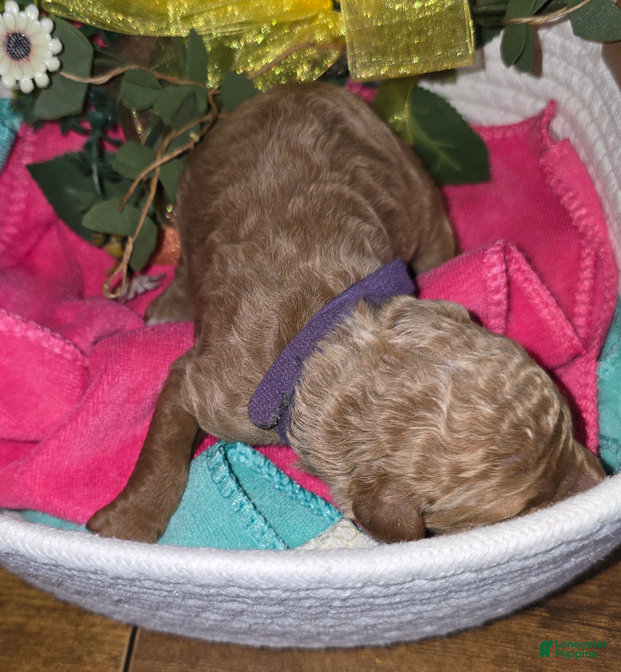 Goldendoodle dogs Goldendoodle Puppy 11 - Ad 34