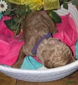 Goldendoodle Puppy 11