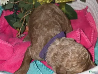 Goldendoodle dogs Goldendoodle Puppy 11 - Ad 34