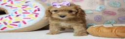 Cockapoo dogs for sale: Maddie - Ad 3