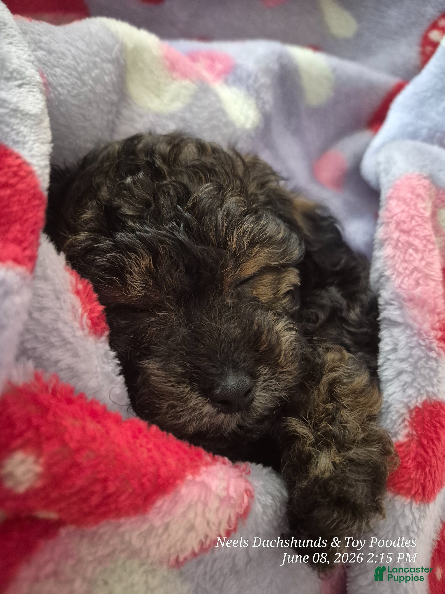 Toy Poodle dogs Toy Poodle Puppy 1 - Ad 2