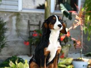 Miniature Bernese Mountain Dog dogs - Ad 3