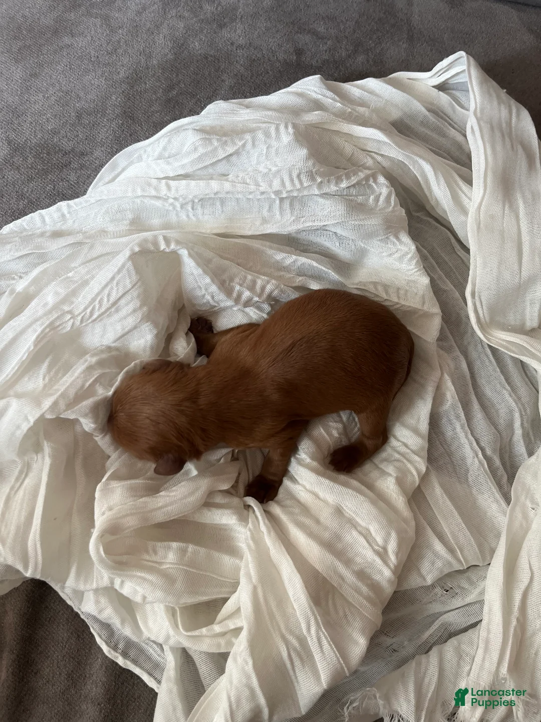 Cavapoo dogs for sale: Pumpkin - Ad 2