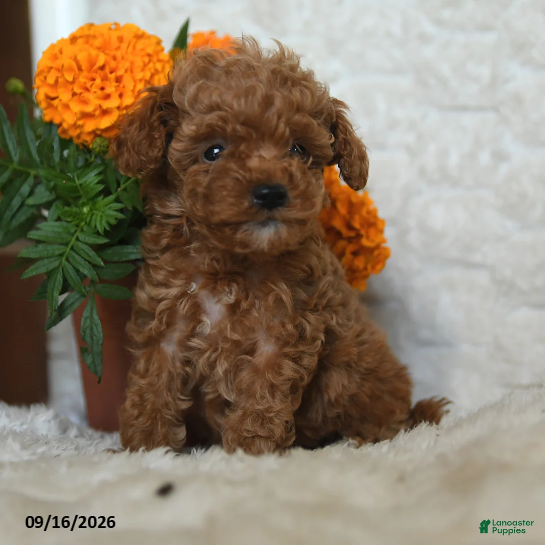 Miniature Poodle dogs for sale: Norman - Ad 1