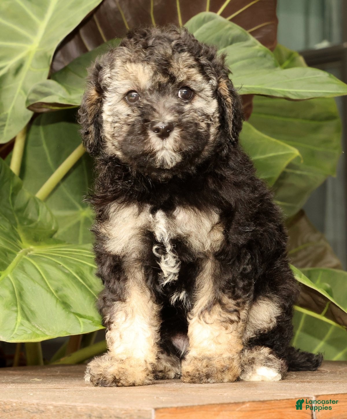 Mini Bernedoodle dogs Sadie - Ad 1