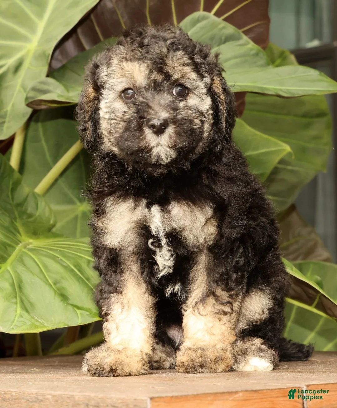 Mini Bernedoodle dogs for sale: Sadie - Ad 1