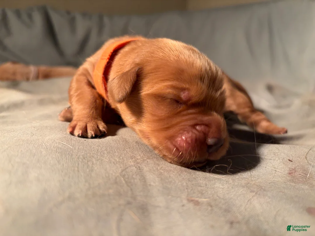 Golden Retriever dogs for sale: Bruno  - Ad 2