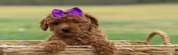 Miniature Poodle dogs for sale: Zazzy - Ad 4