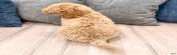 Miniature Labradoodle dogs for sale: Kota - Ad 5