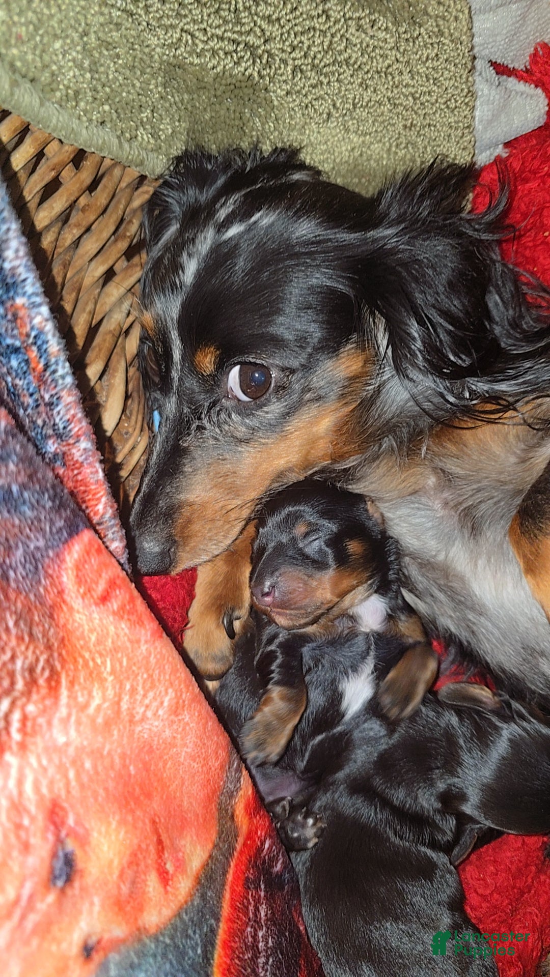 Mixed Breed dogs Lacy - Ad 17