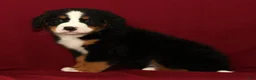 Bernese Mountain Dog dogs for sale: Cole - Ad 4