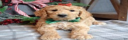 Goldendoodle dogs for sale: Piper - Ad 10