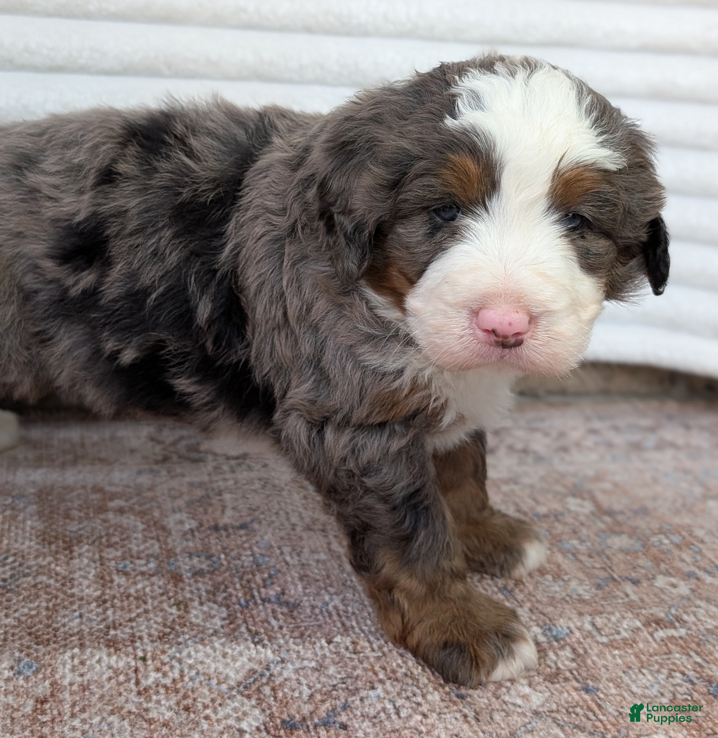 Bernedoodle dogs for sale: Spencer - Ad 12