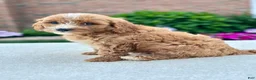 Cavapoo dogs for sale: Ross 104876 - Ad 4