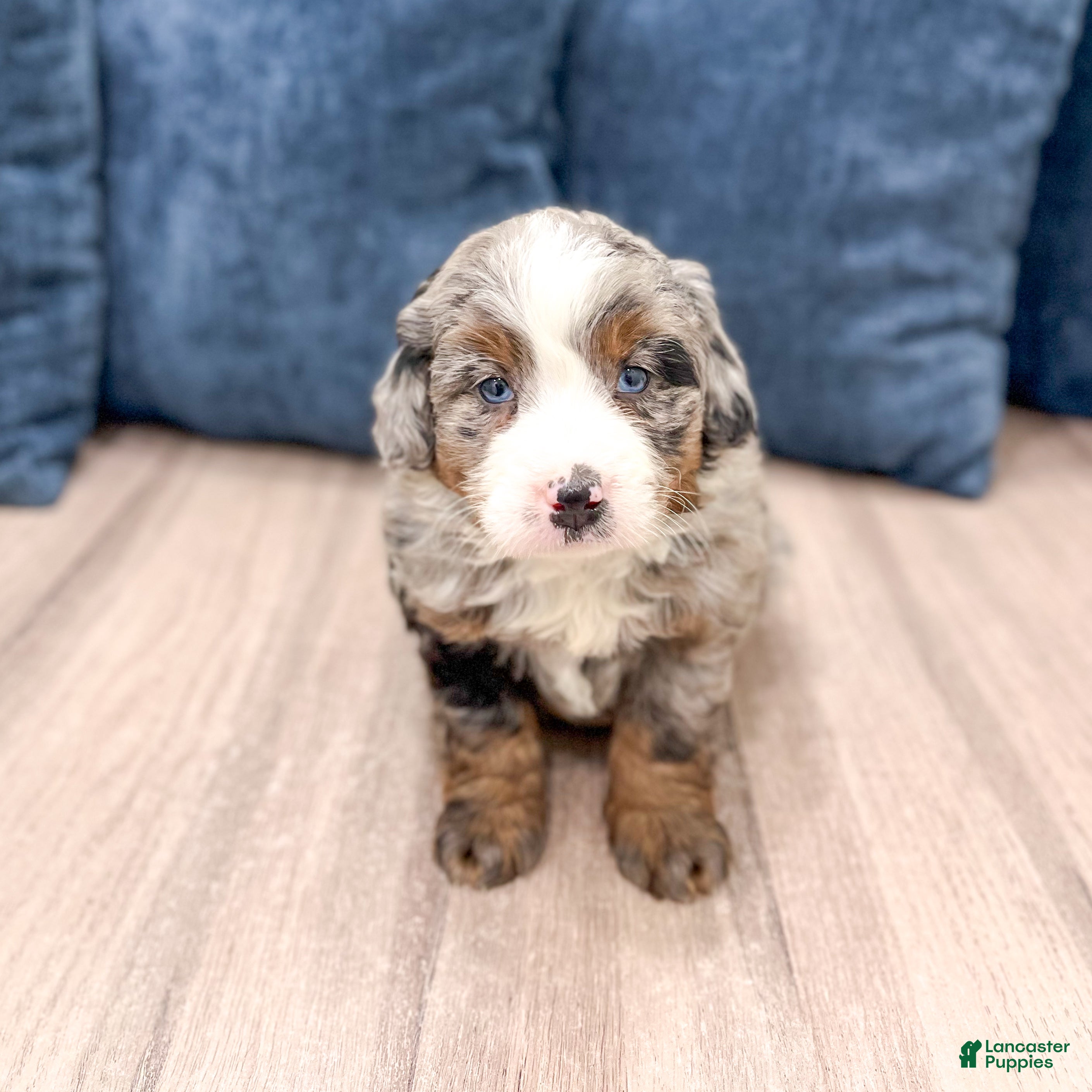 Mini Bernedoodle dogs Oscar - Ad 2