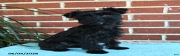 Yorkshire Terrier dogs for sale: Raven - Ad 10