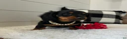 Miniature Dachshund dogs for sale: Lucy - Ad 5