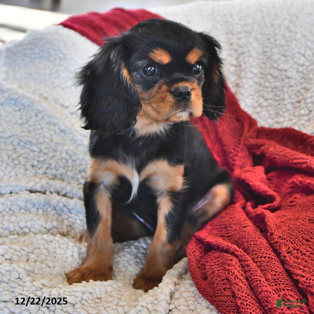 Cavalier King Charles Spaniel dogs for sale: Audrey- (chocolate carrier) - Ad 1