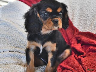 Cavalier King Charles Spaniel dogs Audrey- (chocolate carrier) - Ad 19