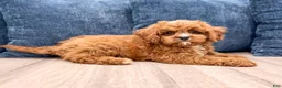 Cavapoo dogs for sale: Arlo - Ad 3