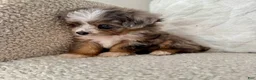 Mini Aussiedoodle dogs for sale: Kenny - Ad 4