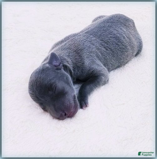 Italian Greyhound dogs Darrow - Ad 2