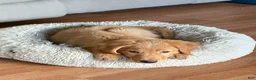 Golden Retriever dogs for sale: Prince - Ad 31