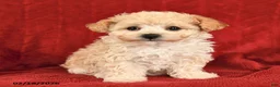 Maltipoo dogs for sale: Joy - Ad 4