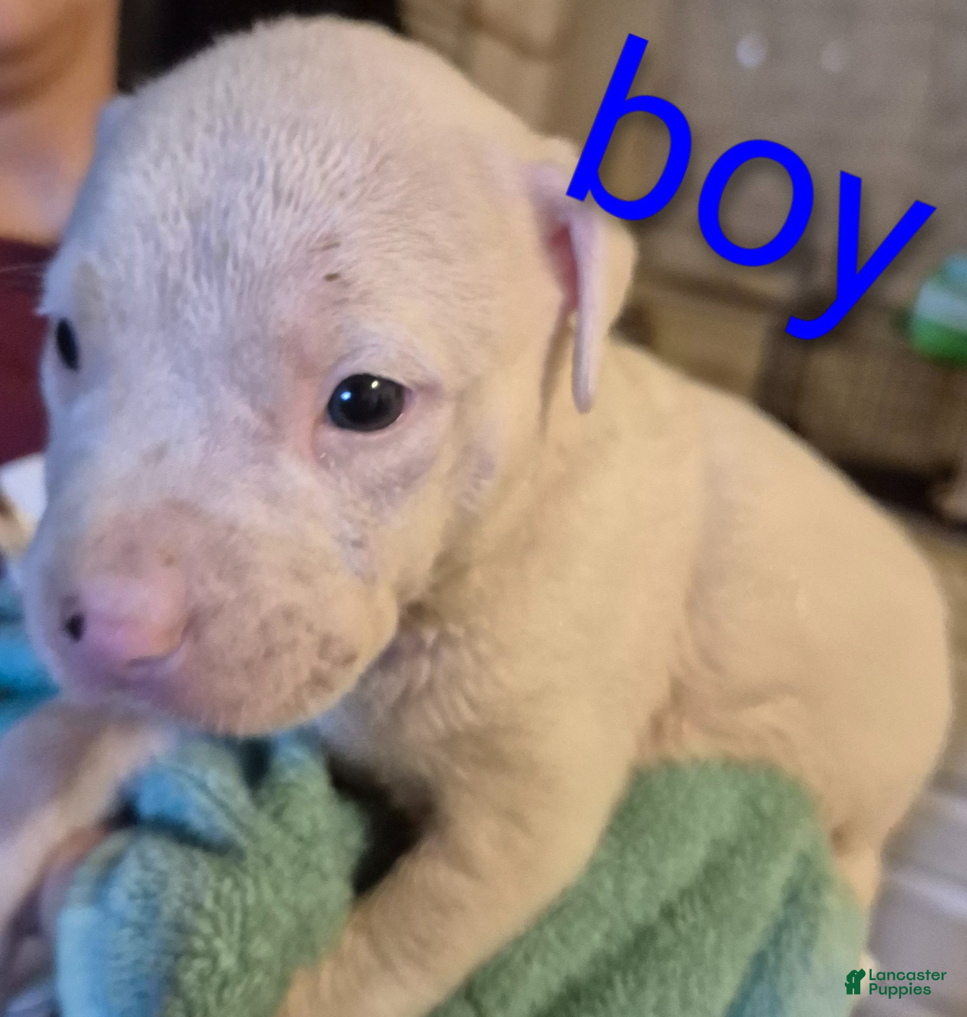 American Pit Bull Terrier dogs American Pit Bull Terrier Puppy 9 - Ad 5