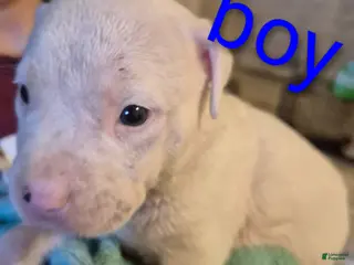 American Pit Bull Terrier dogs American Pit Bull Terrier Puppy 9 - Ad 21