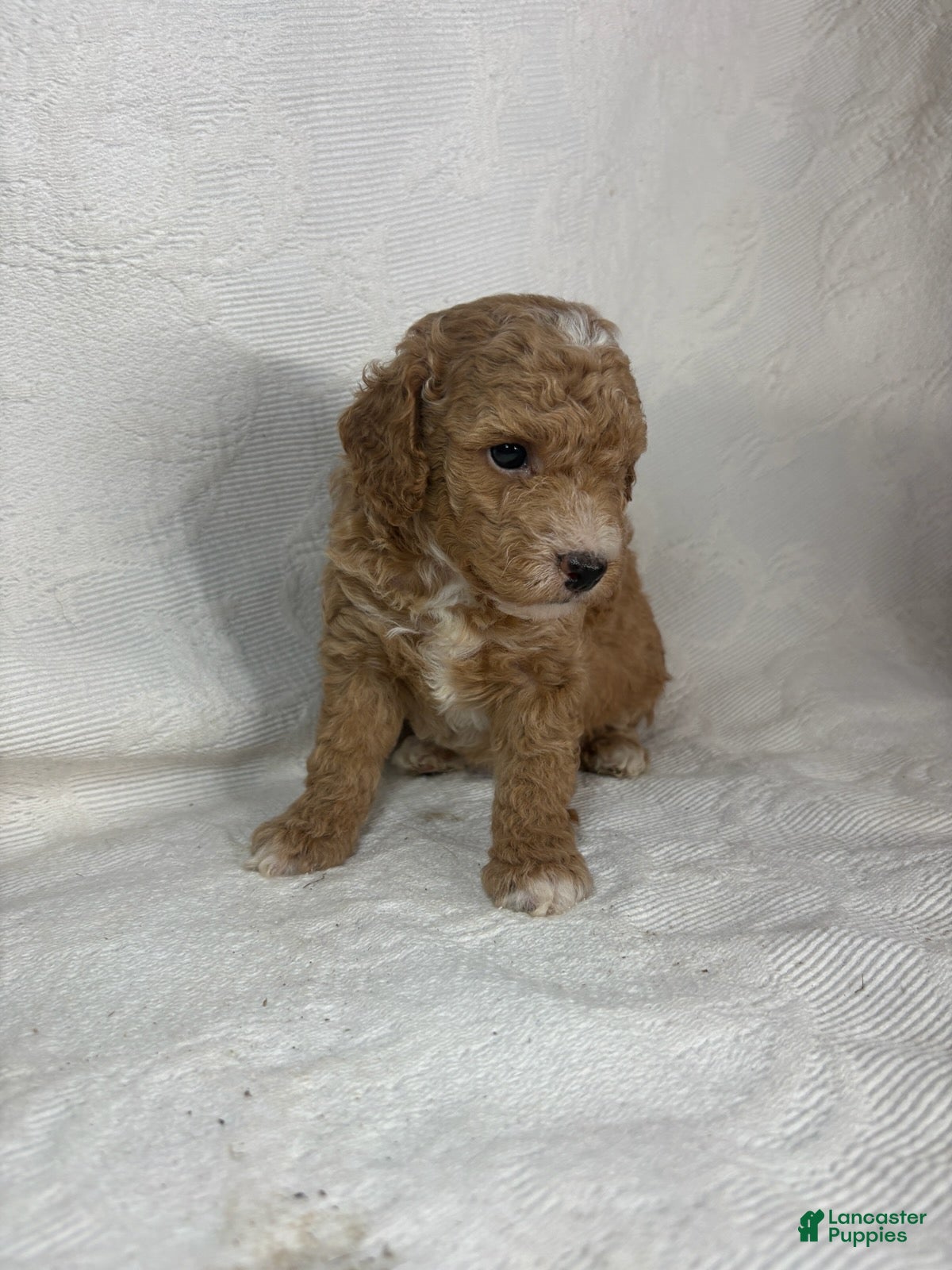 Miniature Poodle dogs Amos - Ad 2