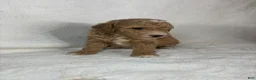 Miniature Poodle dogs for sale: Amos - Ad 2