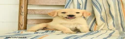 Golden Retriever dogs for sale: Joanna - Ad 1
