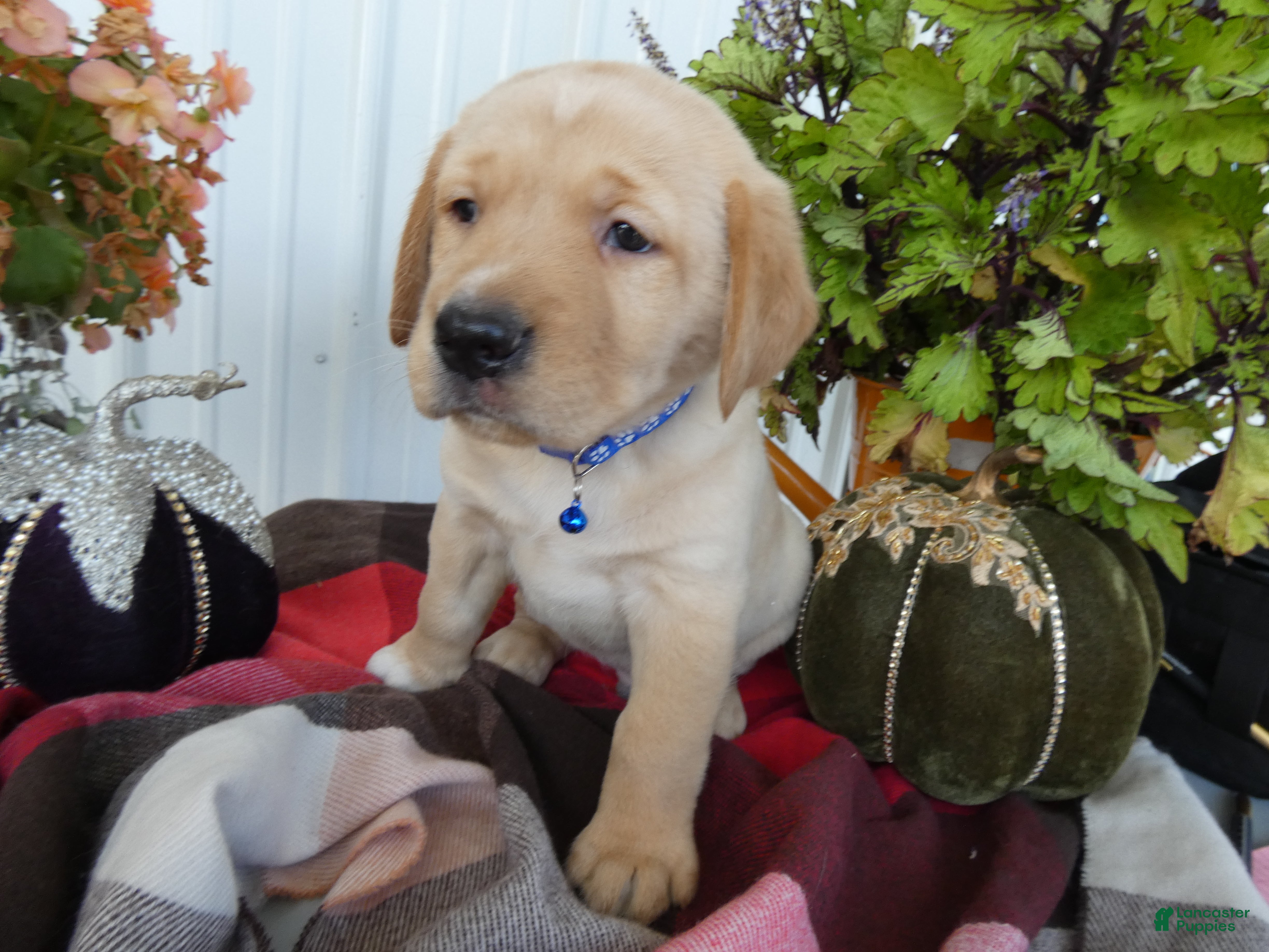 Labrador Retriever dogs Labrador Retriever 2 Sylvester - Ad 22