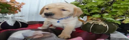 Labrador Retriever dogs for sale: Labrador Retriever 2 Sylvester - Ad 1