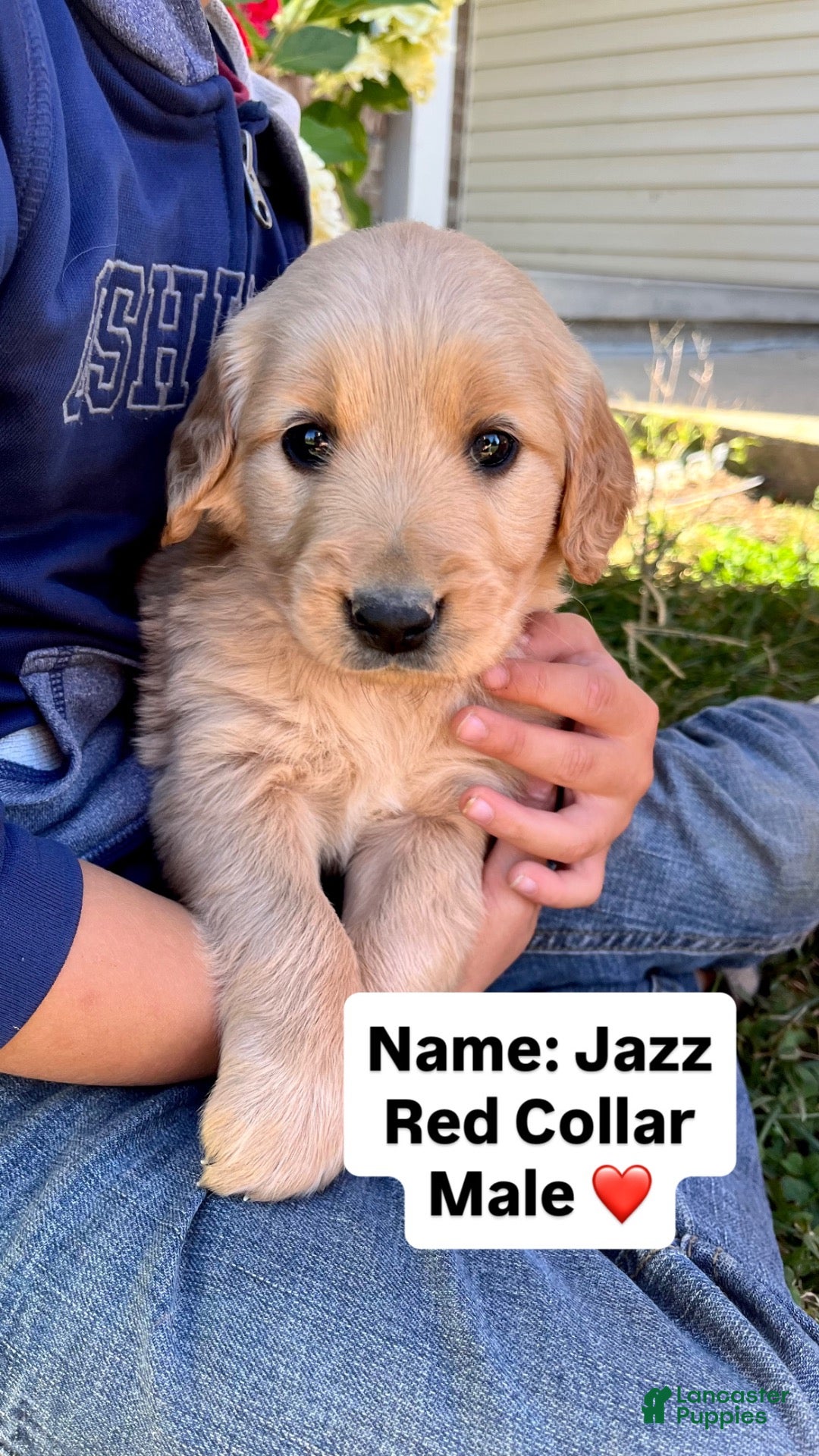 Golden Retriever dogs for sale: Golden Retriever Jazz - Ad 1