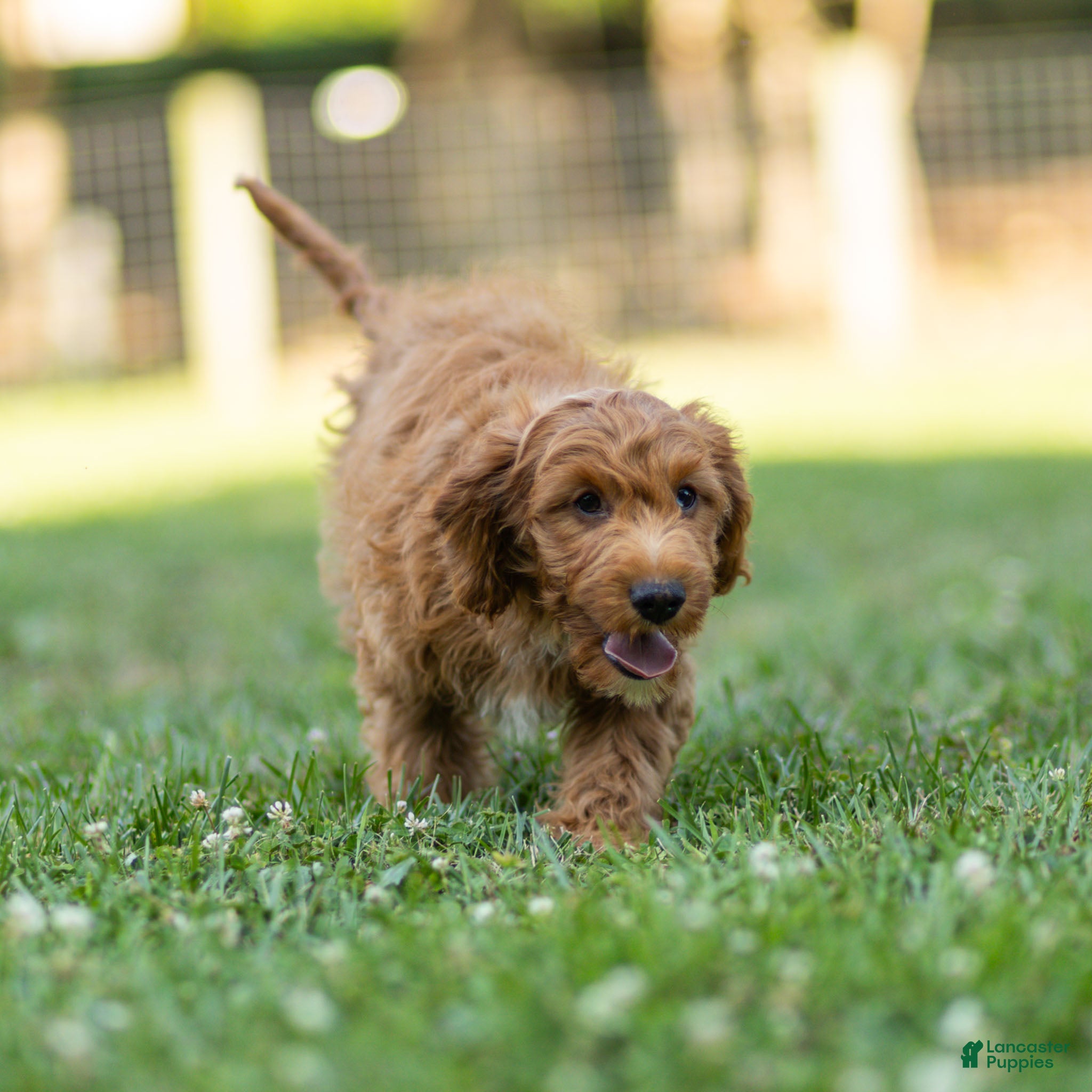 Cavapoo dogs Jasper Cavapoo  - Ad 2