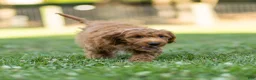 Cavapoo dogs for sale: Jasper Cavapoo  - Ad 2