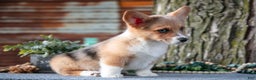 Welsh Corgi Pembroke dogs for sale: Trixie - Ad 2