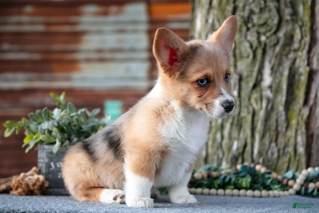 Welsh Corgi Pembroke dogs for sale: Trixie - Ad 2