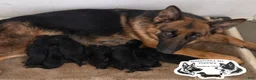 German Shepherd dogs for sale: Skye  - Ad 2