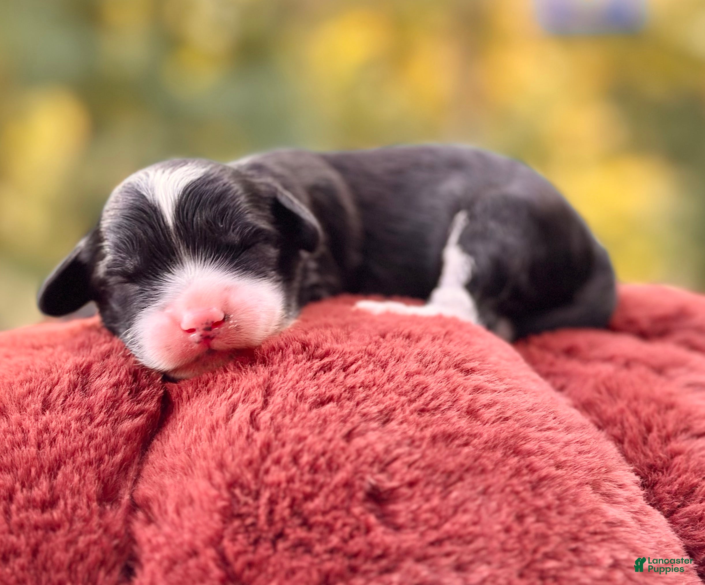 Mini Goldendoodle dogs Artic - Ad 23