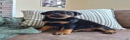 Rottweiler dogs for sale: Nova - Ad 5