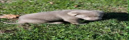 Labrador Retriever dogs for sale: Smoke - Ad 3