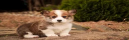 Welsh Corgi Pembroke dogs for sale: Ziggy - Ad 7