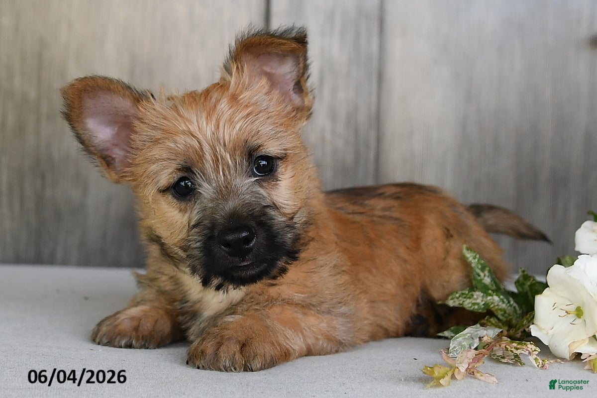 Cairn Terrier dogs for sale: Julliette - Ad 4