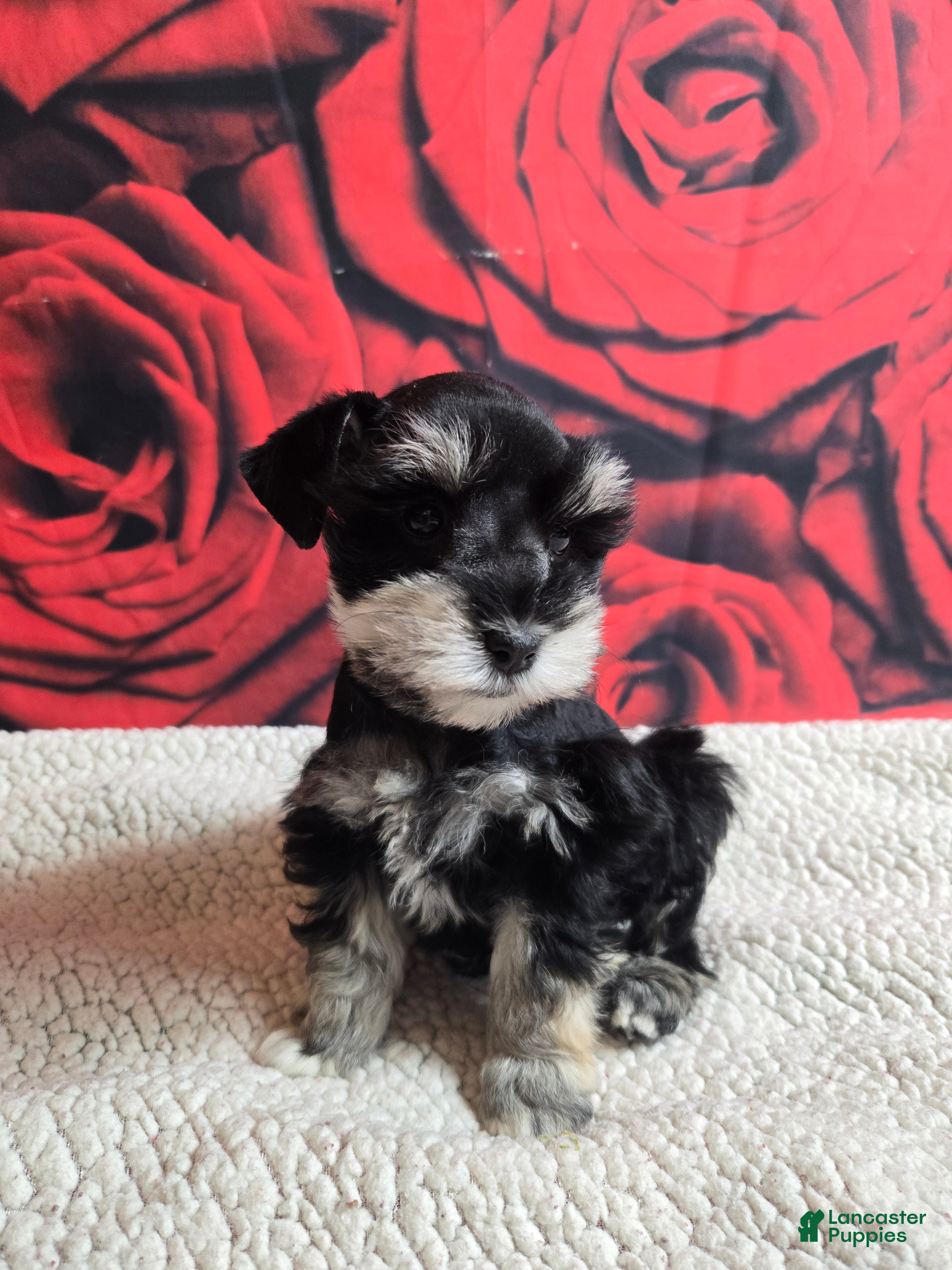 Miniature Schnauzer dogs Mrs. Claus - Ad 14